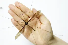 世界最大蚊子 个体翅展竟达11.15厘米 却不会吸血