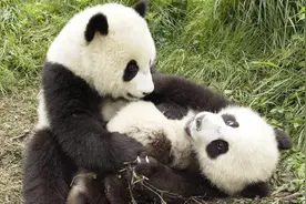 跑起来比博尔特快，把三四头狼当坐垫，为何大熊猫隐藏真实战力？视频封面