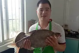 6斤野生大鳊鱼，这样做肉滑汁美，没有腥味，详细的步骤告诉你