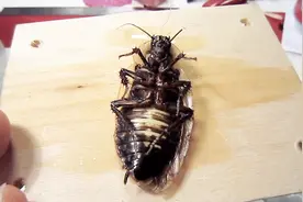 四川全球最大蟑螂养殖基地，使用人工智能培养60亿只小强