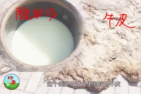 印象草原：这就是制作皮革的方法，鞣制一张牛皮要这么多酸奶汤？