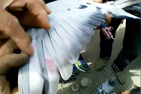 知道鸽子翅膀上盖印章腿上写编号是什么意思吗？听听养鸽牛人咋说