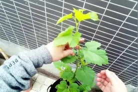 盆栽果桑12个月，吃上果实的时候，他几乎要哭了，后悔当初没做对