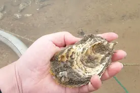 孙子视频：神奇的海蛎子人工育苗，最喜欢吃的生蚝是这么生长来的