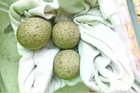 市民带回一窝鸟蛋“保护” 专家：对动物最好的保护，就是不干预图片