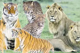 猫科动物中的“猫吃猫”现象，看着就揪心，狞猫吃的啥猫？视频封面