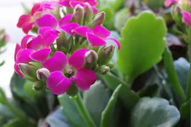 养花小黑虫这么处理，简单又实用，远离病虫害，枝繁叶茂！视频封面