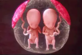 双胞胎是怎样形成的？探究双胞胎形成的秘密！你不好奇吗？视频封面