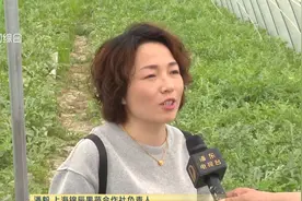 认准品牌！南汇8424西瓜今天开始上市 价格小幅微涨视频封面