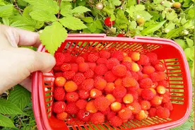 去美丽乡村采樱桃没采一个却被半山腰的野生覆盆子草莓馋得流口水视频封面