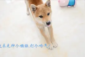 爱睡觉的柴犬九宝视频封面