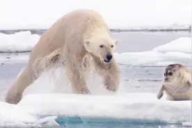 忍者北极熊，为了吃口海豹，吃奶的劲都用上了视频封面