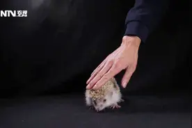 刺猬不见了，来无影去无踪 怎么跑的？摄像机记录下了这样一幕