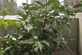 读《云端漫步者》第80页后有感图片