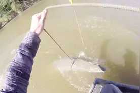 钓鱼达人教你制伏凶猛鳄雀鳝，绳子一套，几百斤的大鱼也乖乖投降视频封面