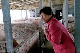 又赚了？山东潍坊农村大妈的猪卖了4.8元一斤 自己高兴坏了视频封面