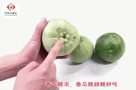 挑选香瓜有窍门，记住这几个地方，以后不用愁，家里就吃好香瓜