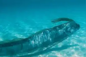 生活在深海的“地震鱼”，在地震前后会出现在浅海！视频封面