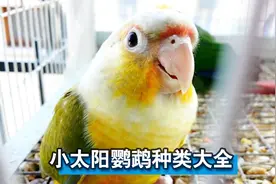小太阳鹦鹉种类大全，给你逐一介绍，看完涨知识了