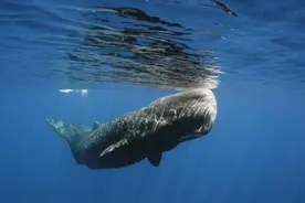 《海绵宝宝》里蟹老板的女儿，是抹香鲸，那抹香鲸为啥叫抹香鲸？