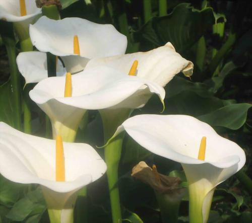 马蹄莲开花很多种颜色,有不同的含义!马蹄莲怎么养?