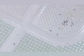 卫生间出现小黑虫不要急，只需用点它，一年内不会有飞虫！视频封面