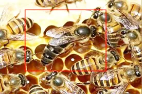 如果蜜蜂没有采花粉回来，代表着蜜蜂两种情况，你们真的吗视频封面