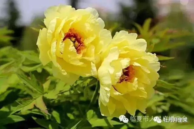 牡丹花那么美，你知道牡丹花语是什么吗？