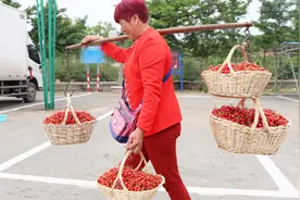 实拍：探访烟台海阳樱桃谷，果农一根扁担能挑四篓樱桃视频封面