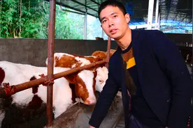 四川南充：农村小伙回乡创业，自筹资金50万养牛前景怎么样？视频封面