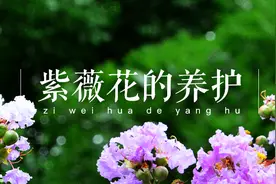 紫薇，又名痒痒树，原产地中国俗称百日红，花园中不可多得的花灌