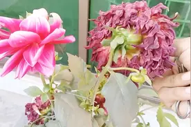 大丽花凋谢得快，多半是因为没控花，用这个方法就可以补救视频封面