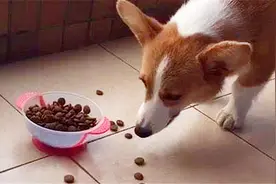 狗狗在吃饭时，为啥喜欢把食物从碗里叼到地上？今天可算知道了