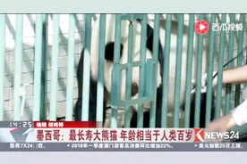 墨西哥：最长寿大熊猫 年龄相当于人类百岁