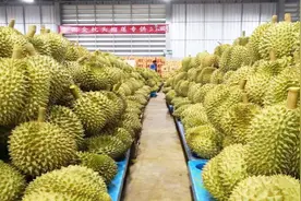 泰国10元一斤的榴莲，为什么到了中国后卖80一斤？今天总算知道了视频封面