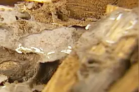 小区白蚁灭不光，居民都不敢开灯开窗，这招教你“一锅端”