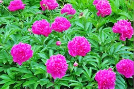 花中宰相芍药，地栽超美，零下30度都冻不死，比牡丹好养多了！