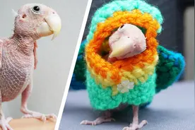 少见！只因主人吼了几句，鹦鹉扒光羽毛，变成“秃鹫”