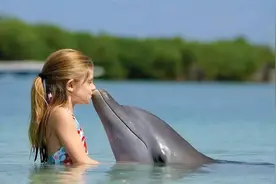 有人掉进海里时，为什么海豚会救人？答案让我笑到喷饭视频封面