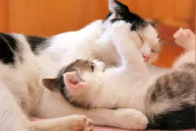 母猫为何会吃掉刚生下小猫？铲屎官看完要注意了！