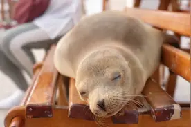 这里的海狮宝宝不怕人，都在码头长椅睡懒觉！视频封面