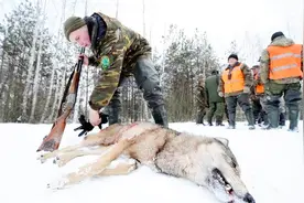 一匹孤狼是怎样在野外独自生存的？被猎人抓走变成这样，太心酸！