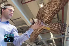 有一种鸟叫“机器鸟” 它的产生只为用来驱赶鸟