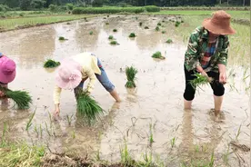 农村姐妹们插秧太快了，比机器还快，你敢来比试下吗？