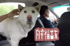 中华田园犬小白回家相亲，翻山越岭终见情郎，结局却不尽人意