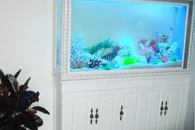 想财源滚滚，就把鱼缸放对地方视频封面