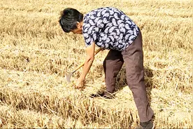 农村婆婆高温下捡麦穗，儿媳说什么话？让婆婆动怒发火视频封面