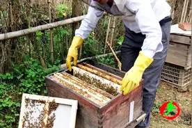 农村土蜂取蜜全过程，蜜蜂叮咬后你知道怎么处理吗？