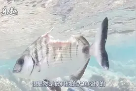 “鱼坚强”！身子被啃掉半边，居然还活着！视频封面