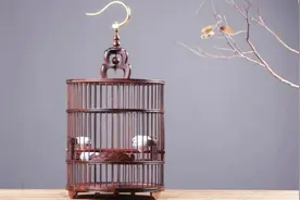 养鸟知识：鸟笼当中北笼和南笼有何区别？各有什么特色？